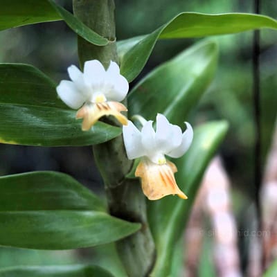 Care Guide information about Dendrobium ellipsophyllum - Orchid Care & Growing Guides Dendrobium ellipsophyllum siborchid.com
