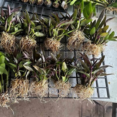 How We Pack Orchids with Clean Treatment and Paper Wrapping - Beginner Orchid Care How We Pack Orchids with Clean Treatment and Paper Wrapping
