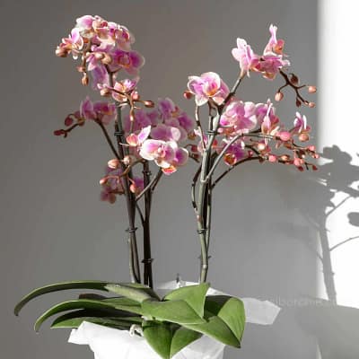 01- Right Location and Understanding Your Orchid's Need - Orchid Care & Growing Guides Location and Know Orchid Need Sib Orchid