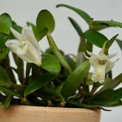 Dendrobium quadrangulare care Tips - Beginner Orchid Care dendrobium pachyphyllum