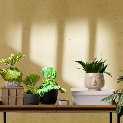 Platycerium ridleyi: The Regal Fern and Its Dwarf Varieties - Gallery Blog Platycerium