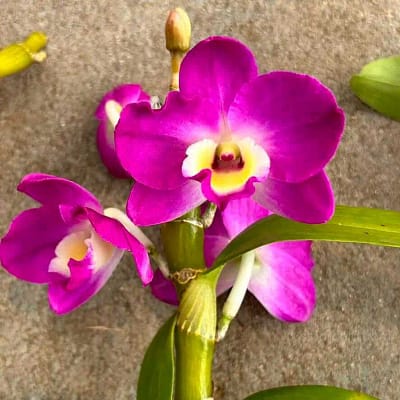 Dendrobium Hybrids Nobile - Gallery Blog Dendrobium Hybrid nobile for sale