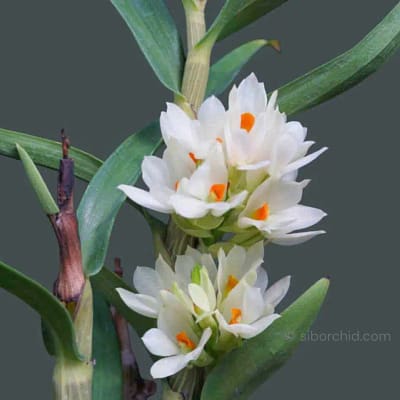 Orchids That Bloom for Weeks (or Months!) - Gallery Blog Orchids That Bloom for Weeks (or Months!)
