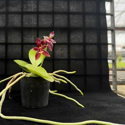 Phalaenopsis cornu-cervi ‘Red: Care guide - Orchid Care & Growing Guides phalaenopsis cornu-cervi red