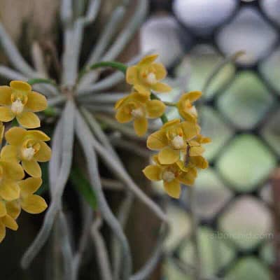 Chiloschista Species Wonders of the Orchid the word - Orchid Care & Growing Guides Chiloschista Species Wonders of the Orchid the word