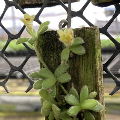 Exploring Trichotosia rotundifolia - Beginner Orchid Care Trichotosia rotundifolia