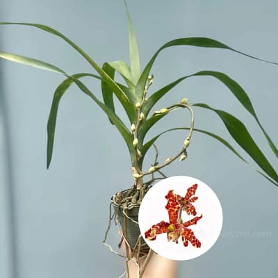 Rare & Beauty of Dimorphorchis lowii: The Two-Faced Orchid - Gallery Blog Dimorphorchis lowii