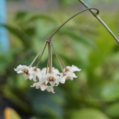Why Hoya Are the Perfect Houseplants for Busy People - Houseplants & Ferns Why Hoya Are the Perfect Houseplants for Busy People