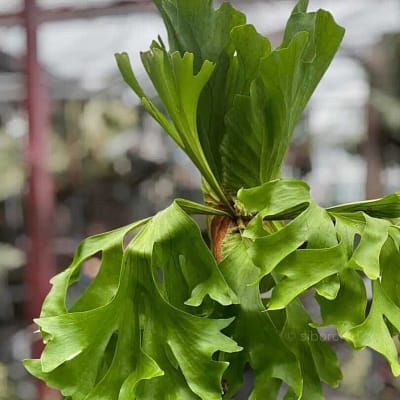 What Are Platycerium? The Unique and Exotic Staghorn Ferns - Houseplants & Ferns Platycerium