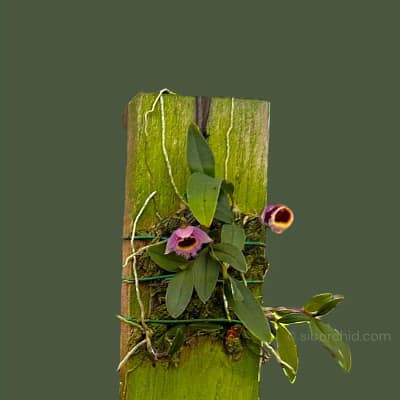 Get to Know Dendrobium fuscifaucium - Beginner Orchid Care Dendrobium fuscifaucium