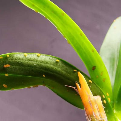 How to Control Common Orchid Pests and Diseases: The Ultimate Grower’s Guide (2025 Update) - Orchid Care & Growing Guides Pests-Infesting-an-Orchid