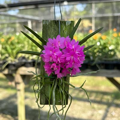 Why Every Orchid Collector Needs a Vanda ampullacea in Their Collection - Orchid Care & Growing Guides Why Every Orchid Collector Needs a Vanda ampullacea in Their Collection