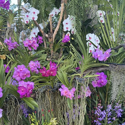 Which Orchids Bloom in Winter? Thai Species to Know - Orchid Care & Growing Guides orchid blooming in winter with deep blue flowers
