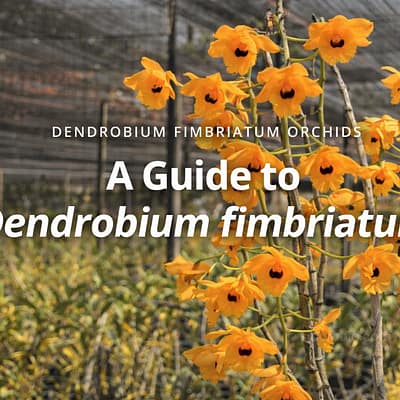 The "Golden Dragon" of Orchids: A Complete Guide to Dendrobium fimbriatum - Orchid Care & Growing Guides Dendrobium fimbriatum