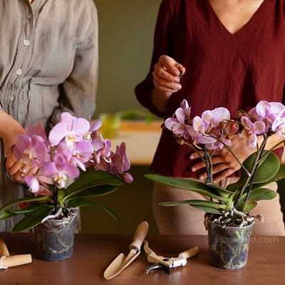 Orchid Care Guide: Tips for Growing Healthy Tropical Plants - Beginner Orchid Care Tips for Growing Healthy Tropical Plants