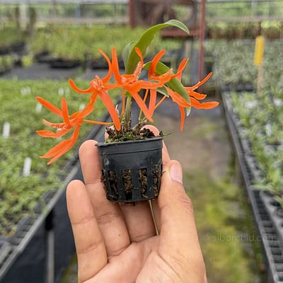 Dendrobium lamyaiae: A Rare Thai Orchid Species for Collectors and Tropical Plant Enthusiasts - Orchid Care & Growing Guides Dendrobium lamyaiae