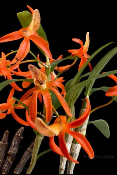 Dendrobium unicum