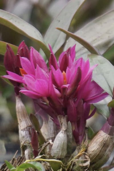 Dendrobium Hibiki