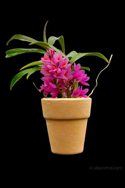 Dendrobium Hibiki