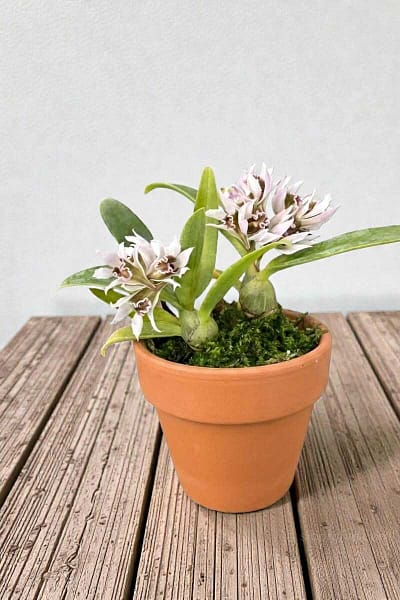 Dendrobium peguanum