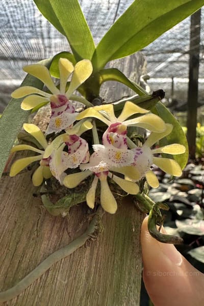 gastrochilus obliquus