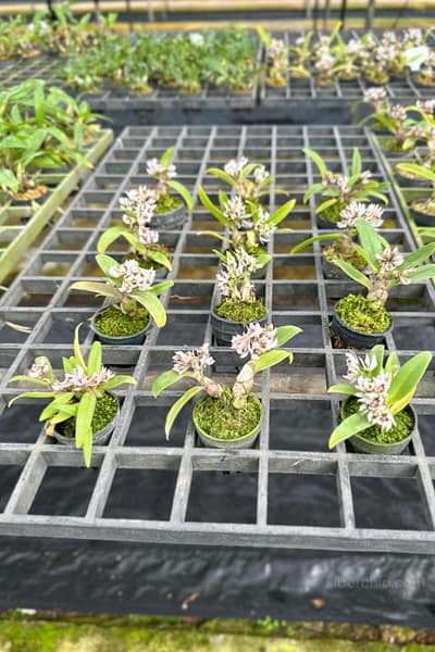 Dendrobium peguanum