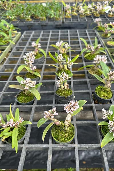 Dendrobium peguanum