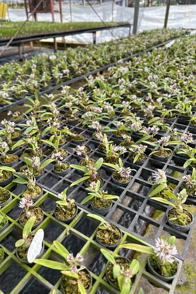 Dendrobium peguanum