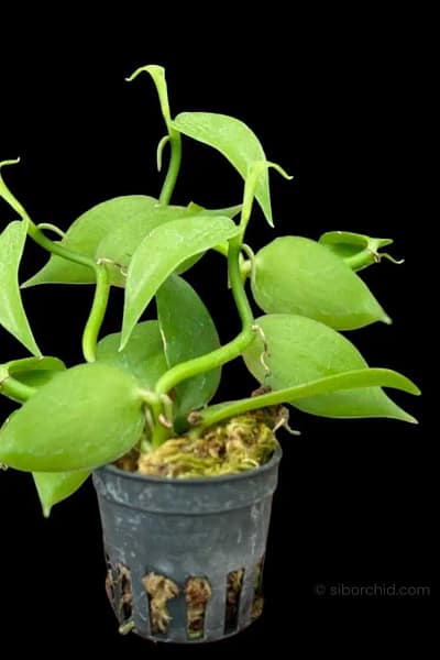 Vanilla planifolia Tiny Form