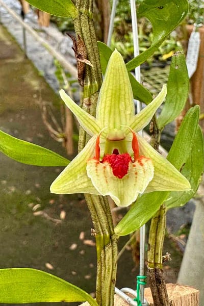 Dendrobium cruentum