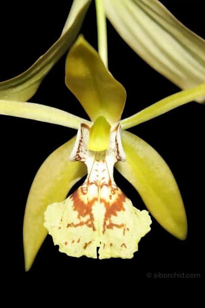 coelogyne schilleriana