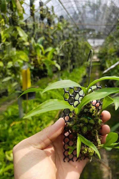 coelogyne schilleriana