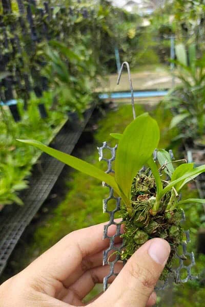 coelogyne schilleriana