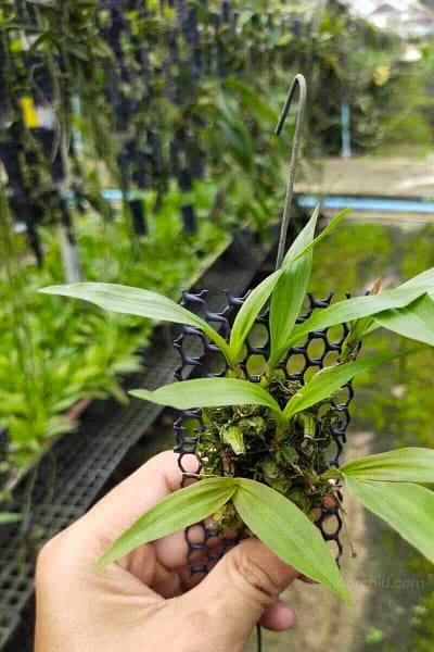 coelogyne schilleriana