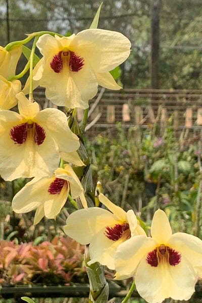 Dendrobium albosanguineum