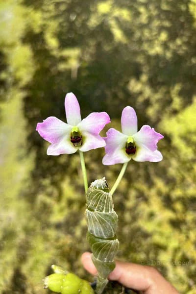 Dendrobium trantuanii Siborchid.com sib orchid