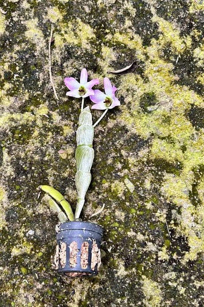 Dendrobium trantuanii Siborchid.com sib orchid