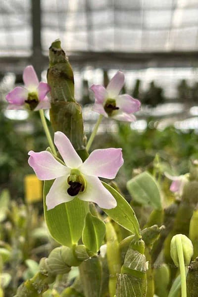 Dendrobium trantuanii Siborchid.com sib orchid