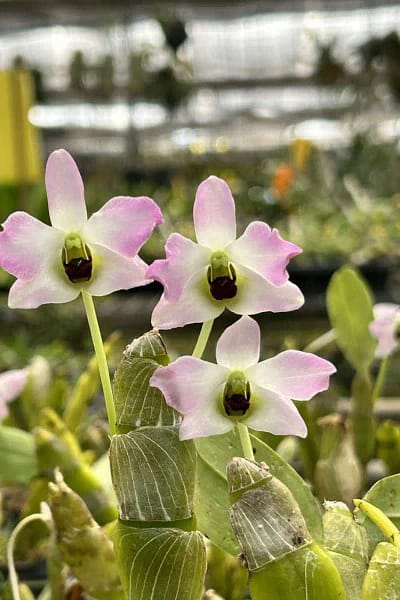 Dendrobium trantuanii Siborchid.com sib orchid