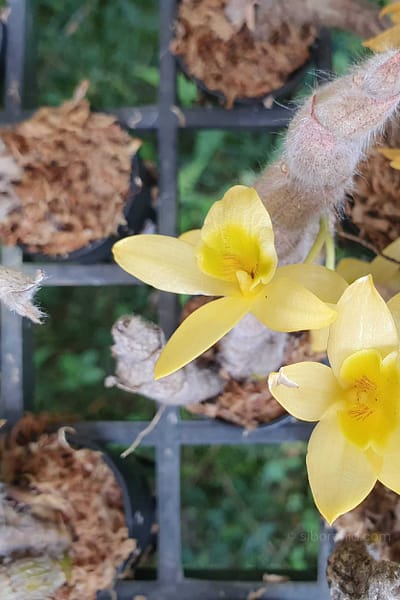 Dendrobium senile