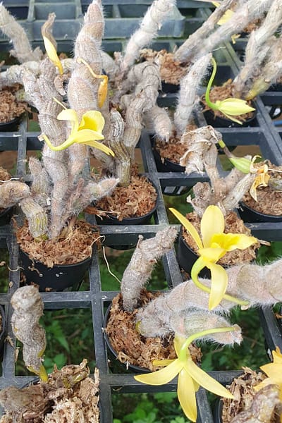Dendrobium senile