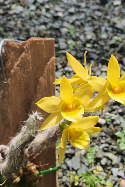 Dendrobium senile orchid care
