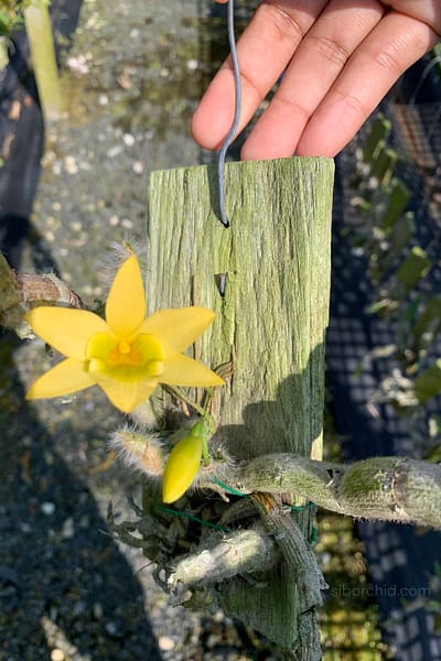 Dendrobium senile