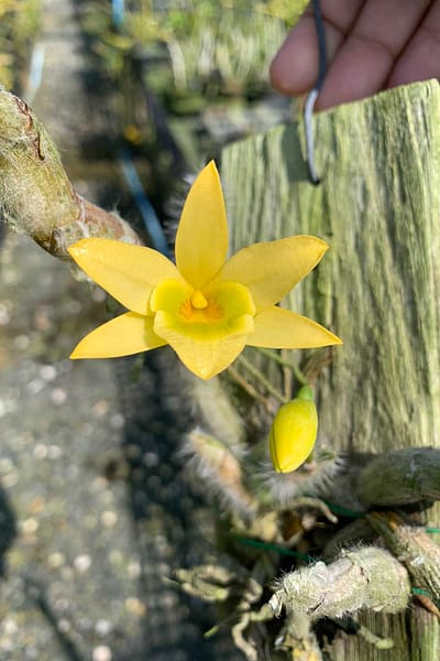 Dendrobium senile