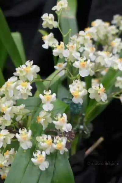 Oncidium Twinkle