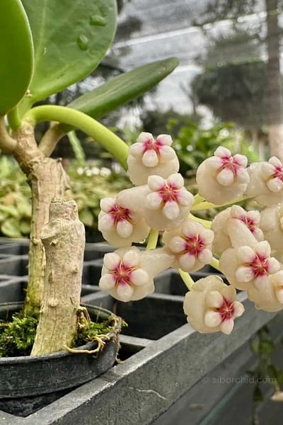 Hoya verticillata