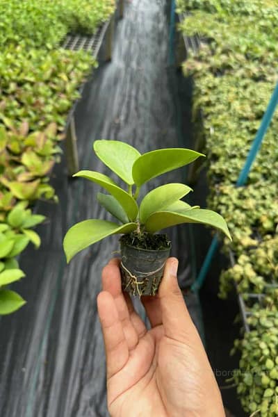 Hoya verticillata