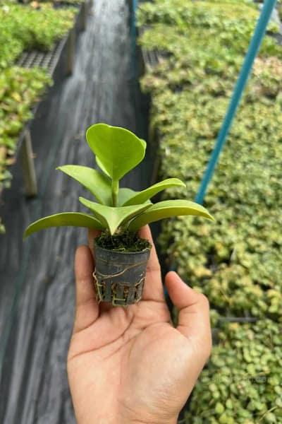 Hoya verticillata