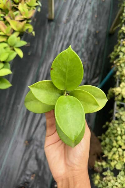 Hoya verticillata