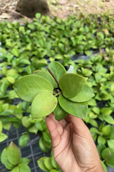 Hoya verticillata